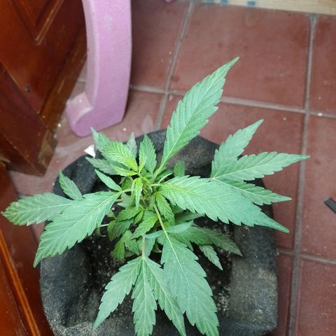 Wonder Pie 1er cultivo growlog timeline photo