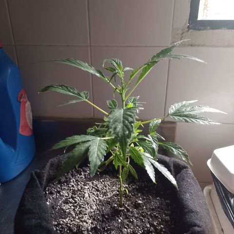 Wonder Pie 1er cultivo growlog timeline photo