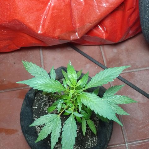 Wonder Pie 1er cultivo growlog timeline photo