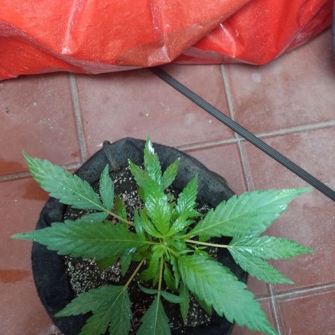 Wonder Pie 1er cultivo growlog timeline photo