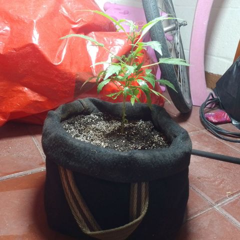 Wonder Pie 1er cultivo growlog timeline photo