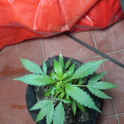 Wonder Pie 1er cultivo growlog timeline photo