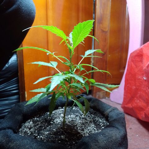 Wonder Pie 1er cultivo growlog timeline photo
