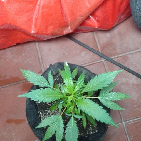 Wonder Pie 1er cultivo growlog timeline photo