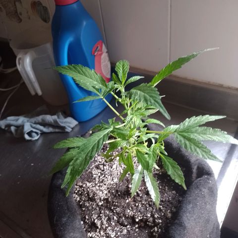 Wonder Pie 1er cultivo growlog timeline photo