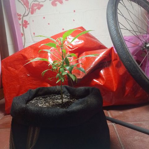 Wonder Pie 1er cultivo growlog timeline photo