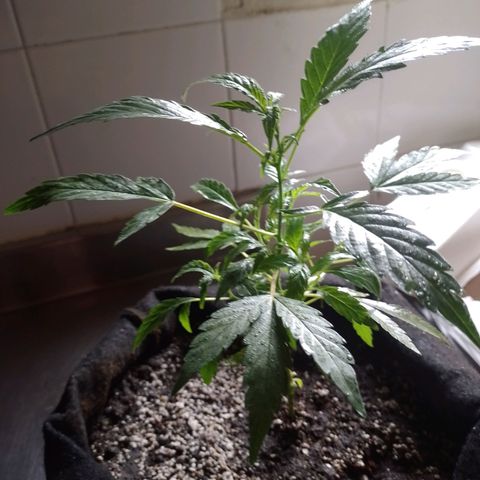 Wonder Pie 1er cultivo growlog timeline photo
