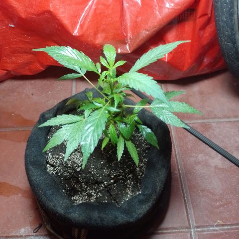 Wonder Pie 1er cultivo growlog timeline photo