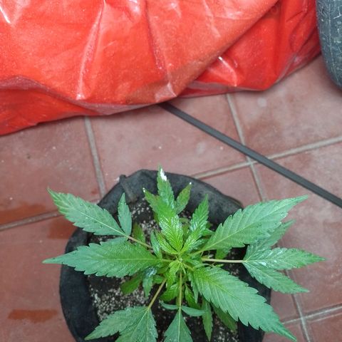 Wonder Pie 1er cultivo growlog timeline photo