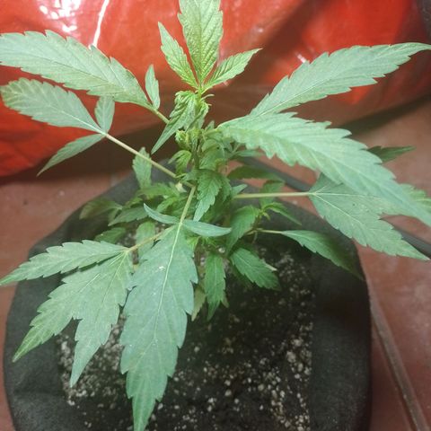 Wonder Pie 1er cultivo growlog timeline photo