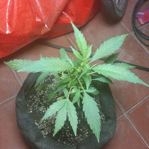 Wonder Pie 1er cultivo growlog timeline photo