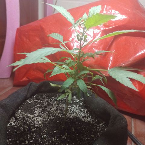 Wonder Pie 1er cultivo growlog timeline photo