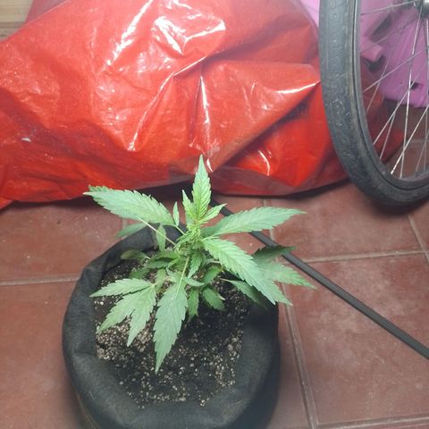 Wonder Pie 1er cultivo growlog timeline photo