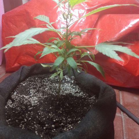Wonder Pie 1er cultivo growlog timeline photo