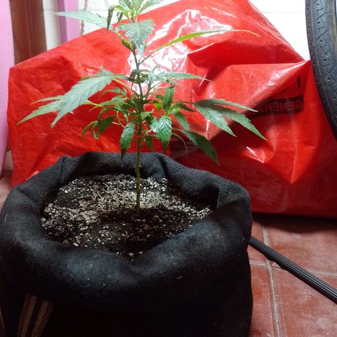 Wonder Pie 1er cultivo growlog timeline photo
