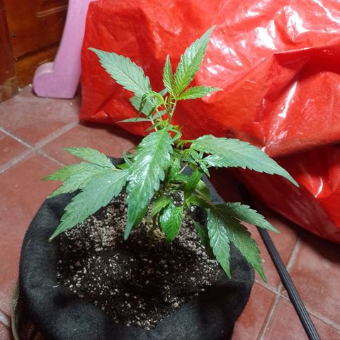 Wonder Pie 1er cultivo growlog timeline photo