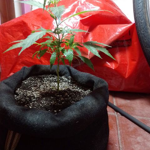 Wonder Pie 1er cultivo growlog timeline photo