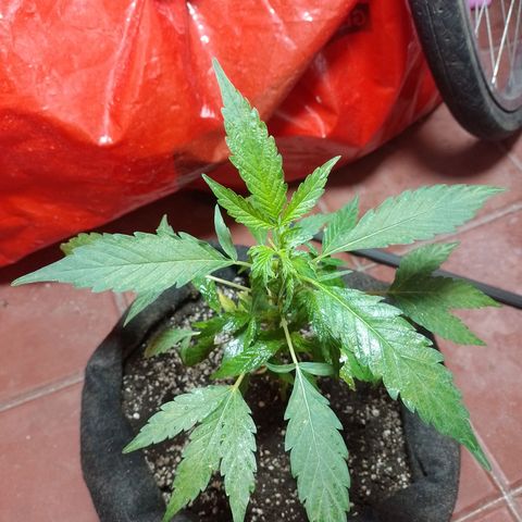 Wonder Pie 1er cultivo growlog timeline photo