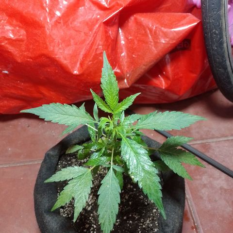 Wonder Pie 1er cultivo growlog timeline photo