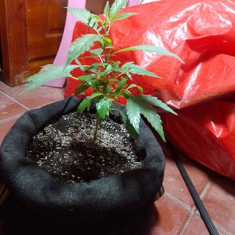 Wonder Pie 1er cultivo growlog timeline photo