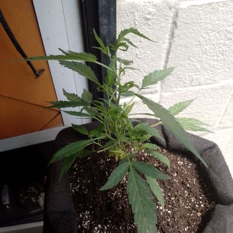 Wonder Pie 1er cultivo growlog timeline photo