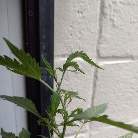 Wonder Pie 1er cultivo growlog timeline photo
