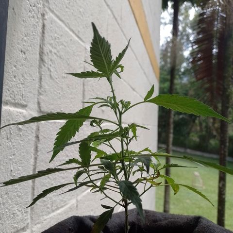 Wonder Pie 1er cultivo growlog timeline photo