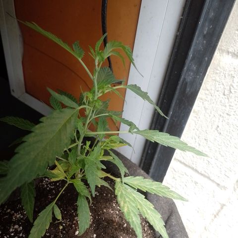 Wonder Pie 1er cultivo growlog timeline photo