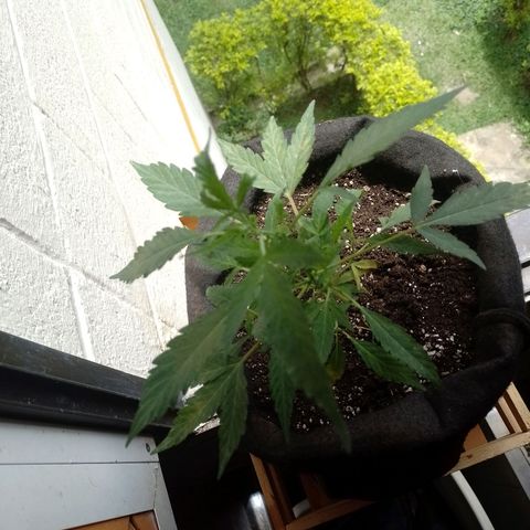 Wonder Pie 1er cultivo growlog timeline photo