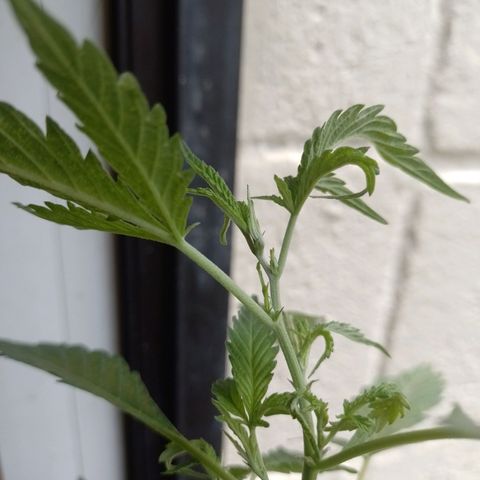 Wonder Pie 1er cultivo growlog timeline photo