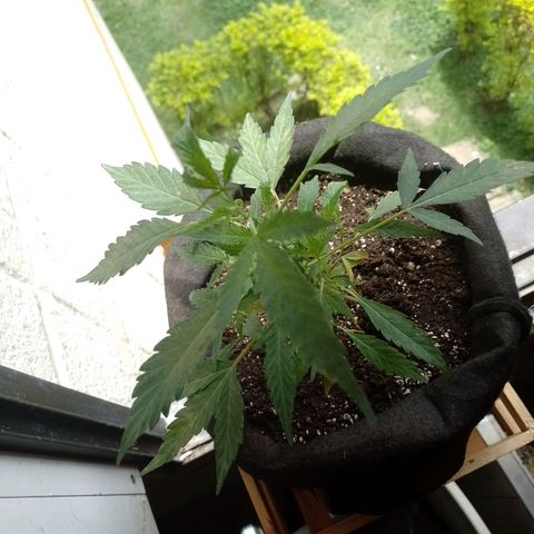Wonder Pie 1er cultivo growlog timeline photo