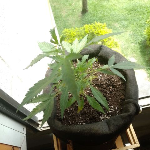 Wonder Pie 1er cultivo growlog timeline photo