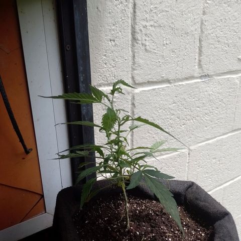 Wonder Pie 1er cultivo growlog timeline photo