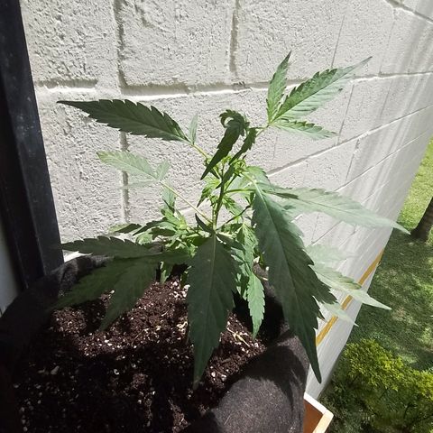 Wonder Pie 1er cultivo growlog timeline photo