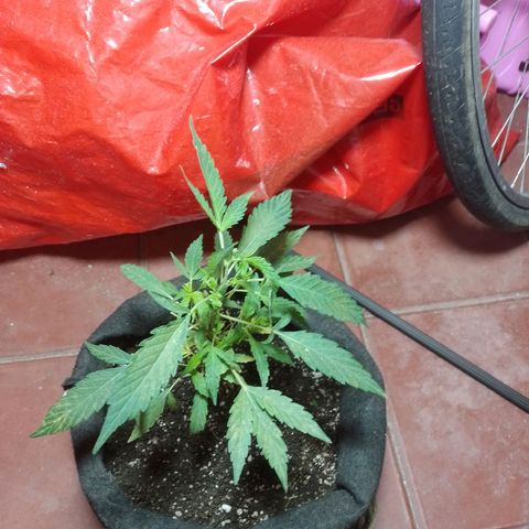 Wonder Pie 1er cultivo growlog timeline photo