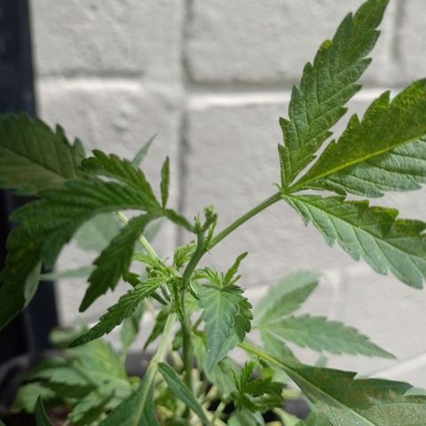 Wonder Pie 1er cultivo growlog timeline photo