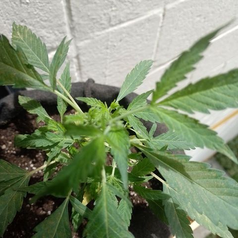 Wonder Pie 1er cultivo growlog timeline photo