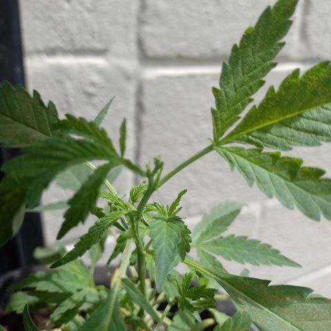 Wonder Pie 1er cultivo growlog timeline photo
