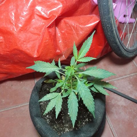 Wonder Pie 1er cultivo growlog timeline photo
