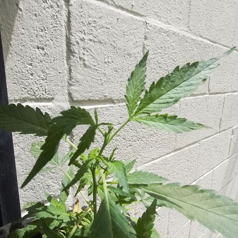 Wonder Pie 1er cultivo growlog timeline photo