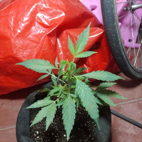 Wonder Pie 1er cultivo growlog timeline photo