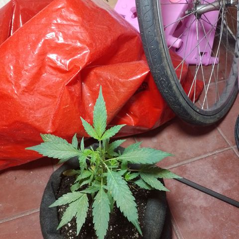Wonder Pie 1er cultivo growlog timeline photo