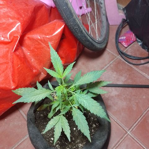 Wonder Pie 1er cultivo growlog timeline photo