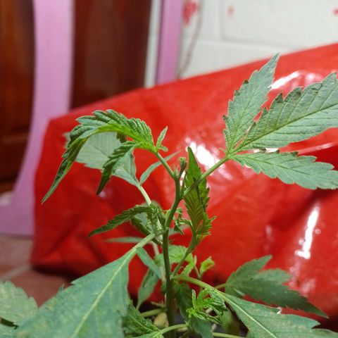 Wonder Pie 1er cultivo growlog timeline photo