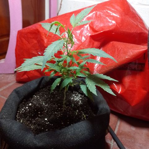 Wonder Pie 1er cultivo growlog timeline photo
