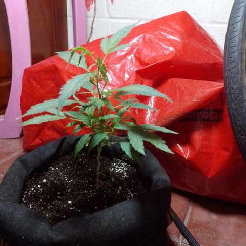 Wonder Pie 1er cultivo growlog timeline photo
