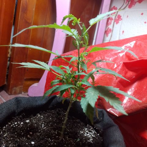 Wonder Pie 1er cultivo growlog timeline photo