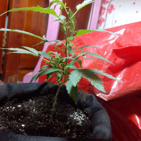 Wonder Pie 1er cultivo growlog timeline photo