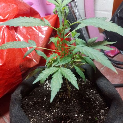 Wonder Pie 1er cultivo growlog timeline photo