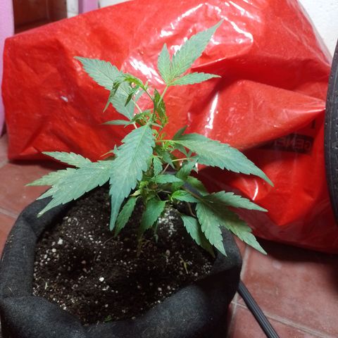 Wonder Pie 1er cultivo growlog timeline photo